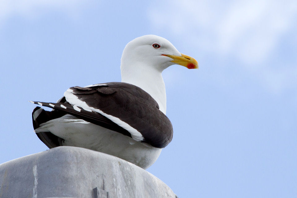 Kelp Gull (Larus dominicanus)